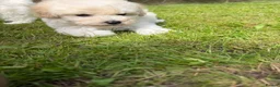 Maltipoo dogs for sale: Now ready for new homes.  - Advert 24