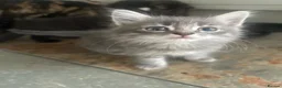 Mixed Breed cats for sale: Kittens  - Advert 2