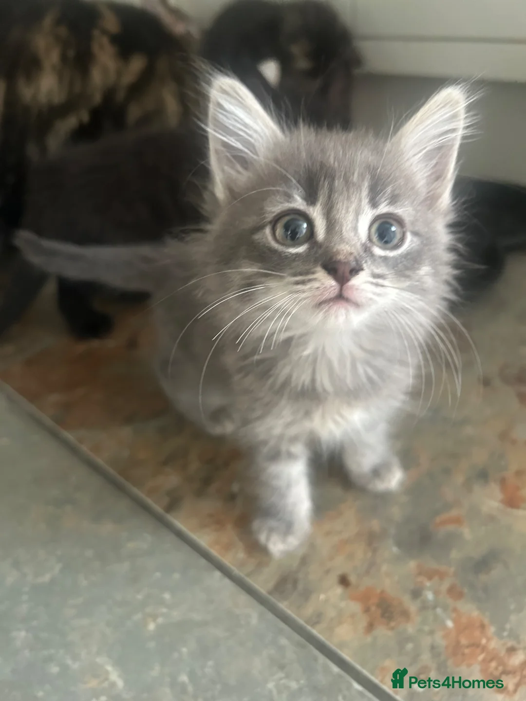 Mixed Breed cats for sale: Kittens  - Advert 2