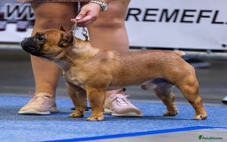 French Bulldog dogs for sale: Champion Sired Fawn / red fawn French bulldogs - Advert 17