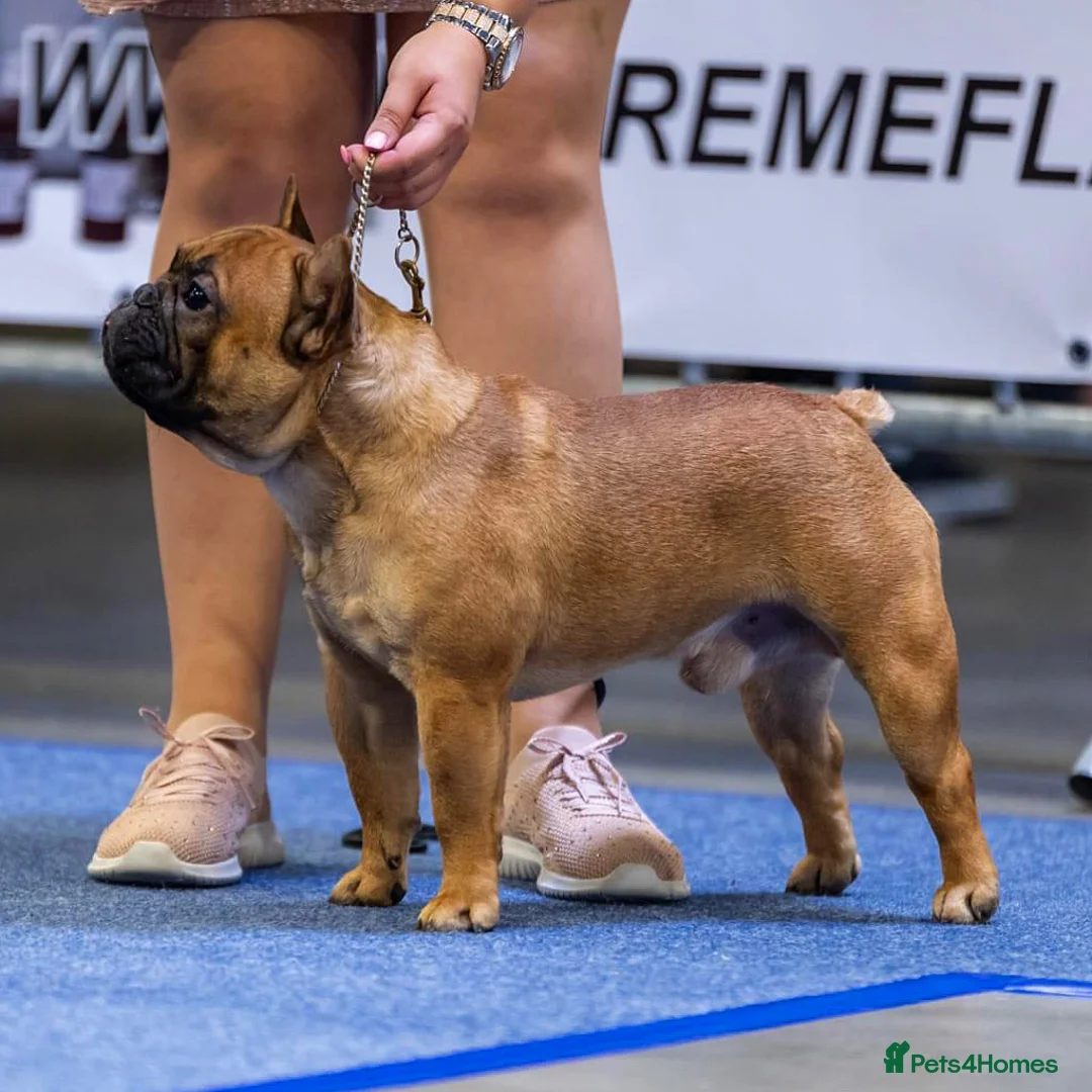 French Bulldog dogs for sale: Champion Sired last female Fawn French bulldog - Advert 4