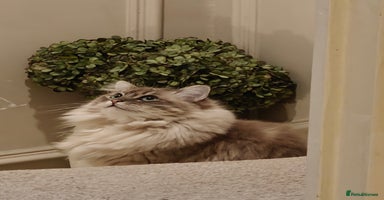 Ragdoll cats - Advert 13