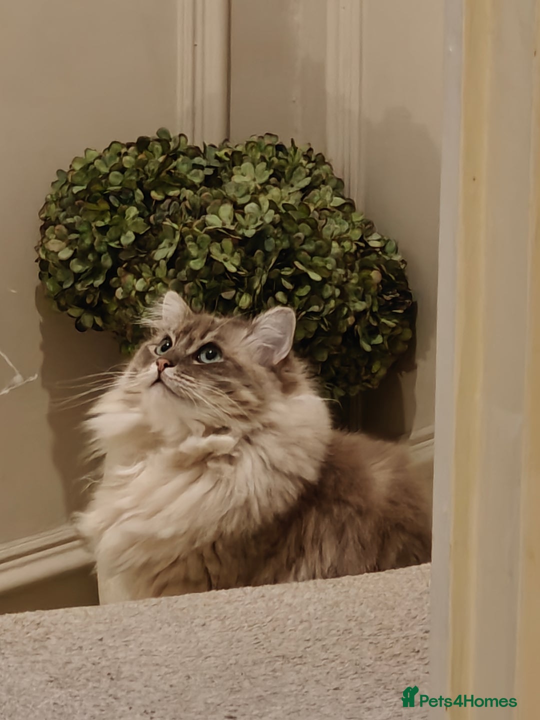 Ragdoll cats for sale: Beautiful Ragdoll/mainecoon cat - Image 2