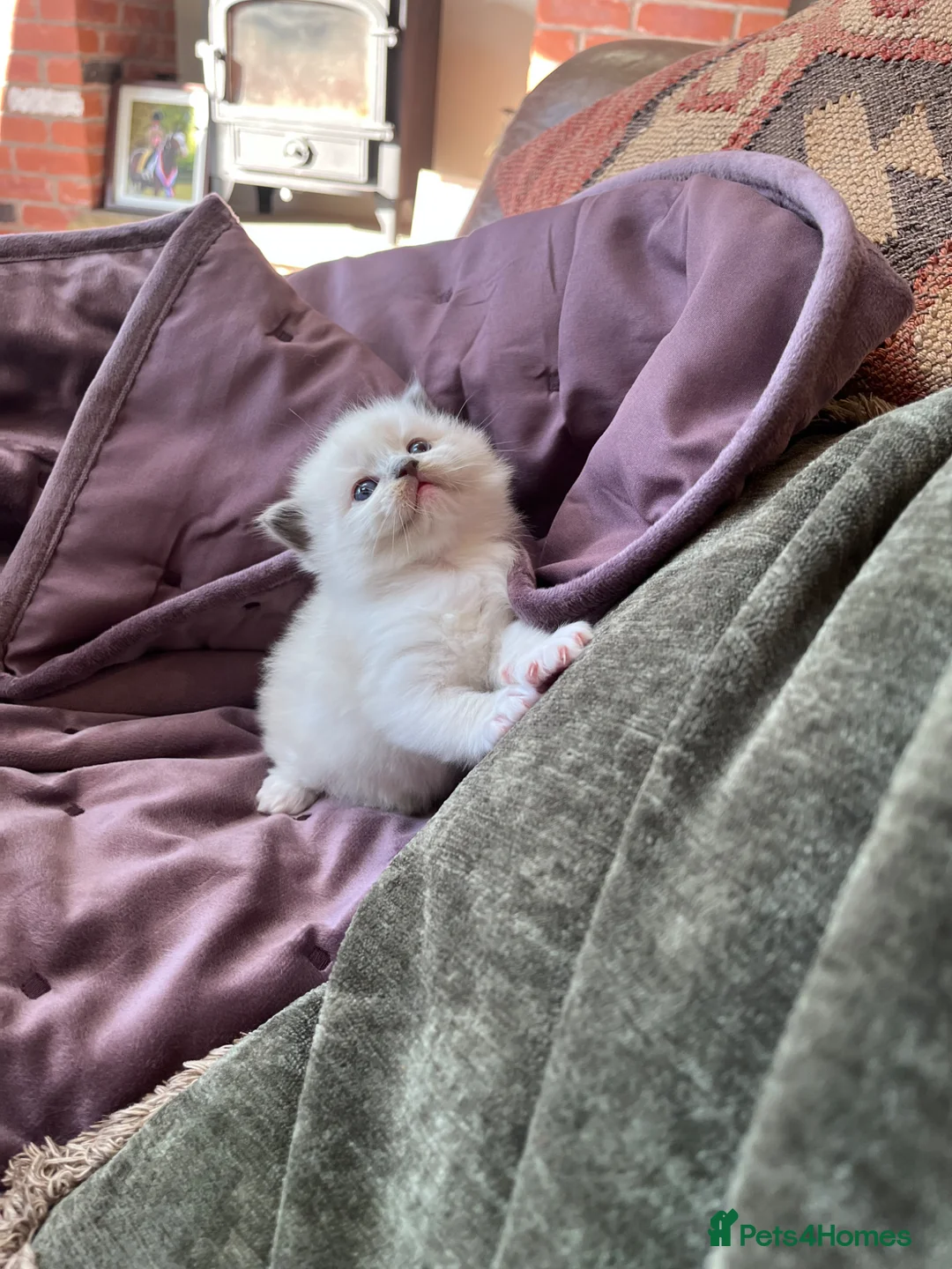 Ragdoll cats for sale: Stunning ragdoll kittens in Leyland - Advert 6