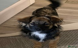 Mixed Breed dogs for adoption: 💖🐶 JENNY 🐶💖 - Image 5