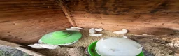 Mixed Breed birds for sale: Female English white quail £8 each  in Wolverhampton - Advert 3