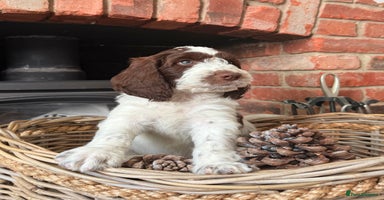 Cockapoo dogs - Advert 16