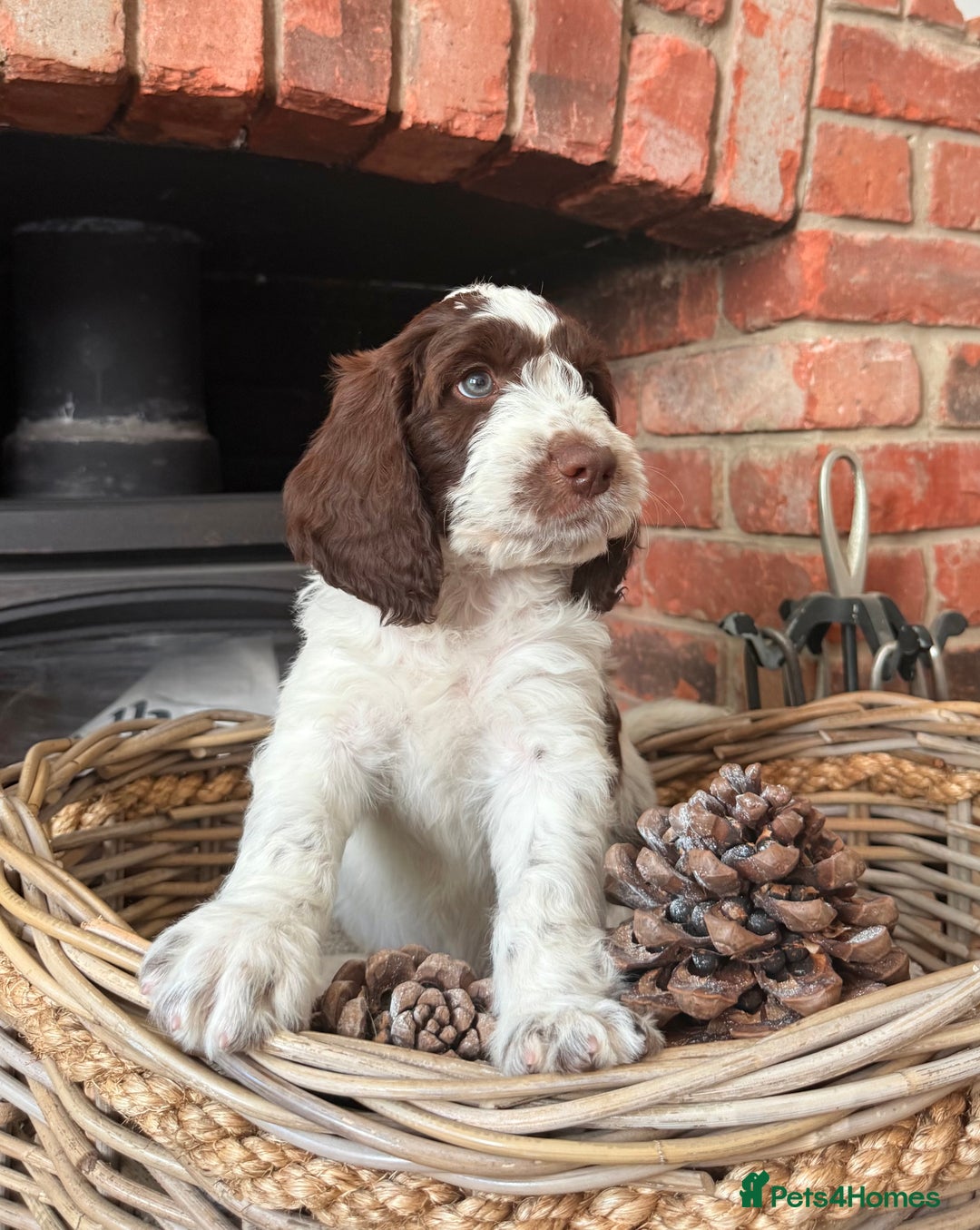Cockapoo dogs for sale:  cockapoo puppies **READY GO GO** - Image 19