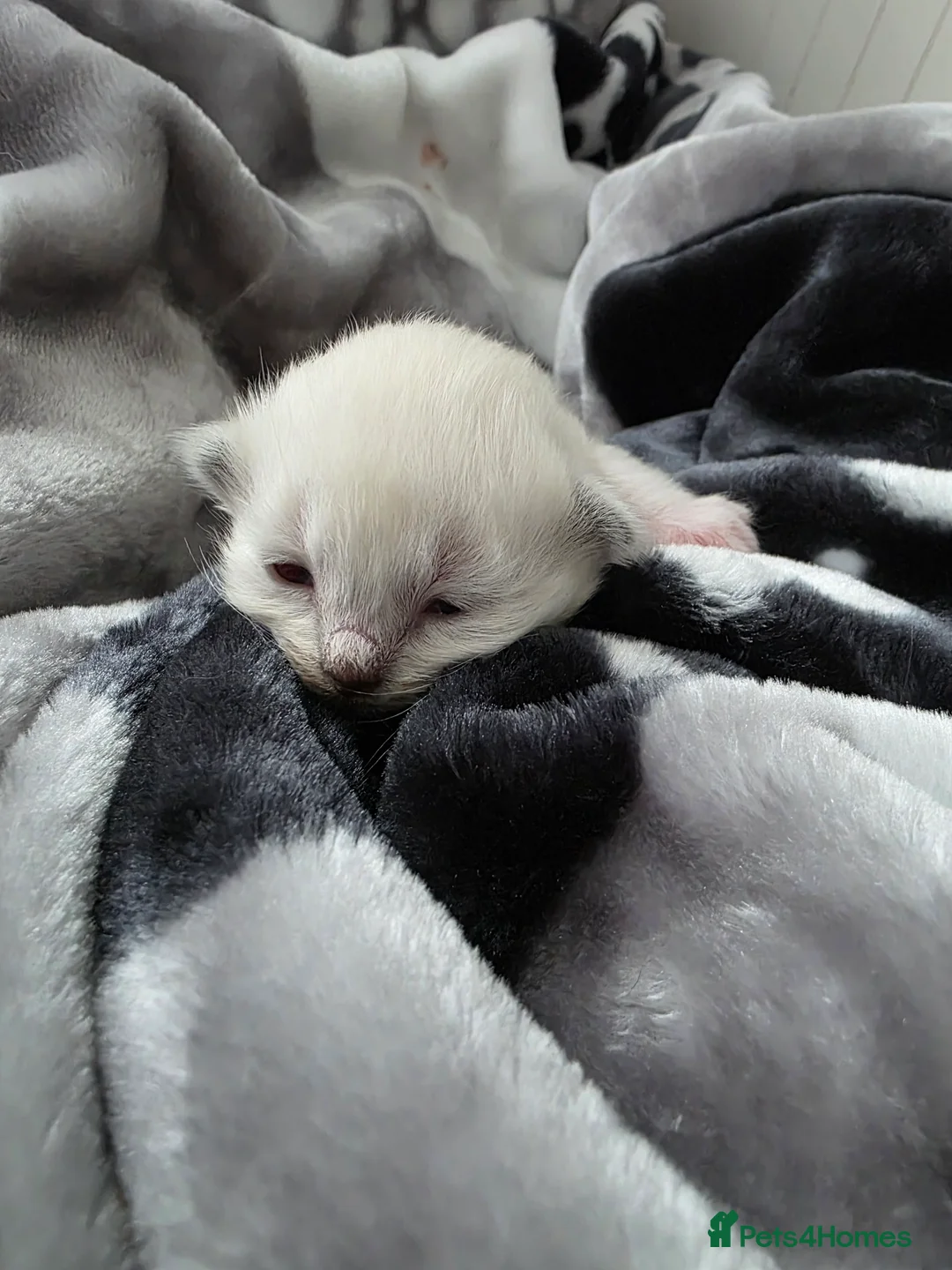 Ragdoll cats for sale:  Ragdoll Kittens♥️Reservation Open! 🐱❣️ - Advert 13