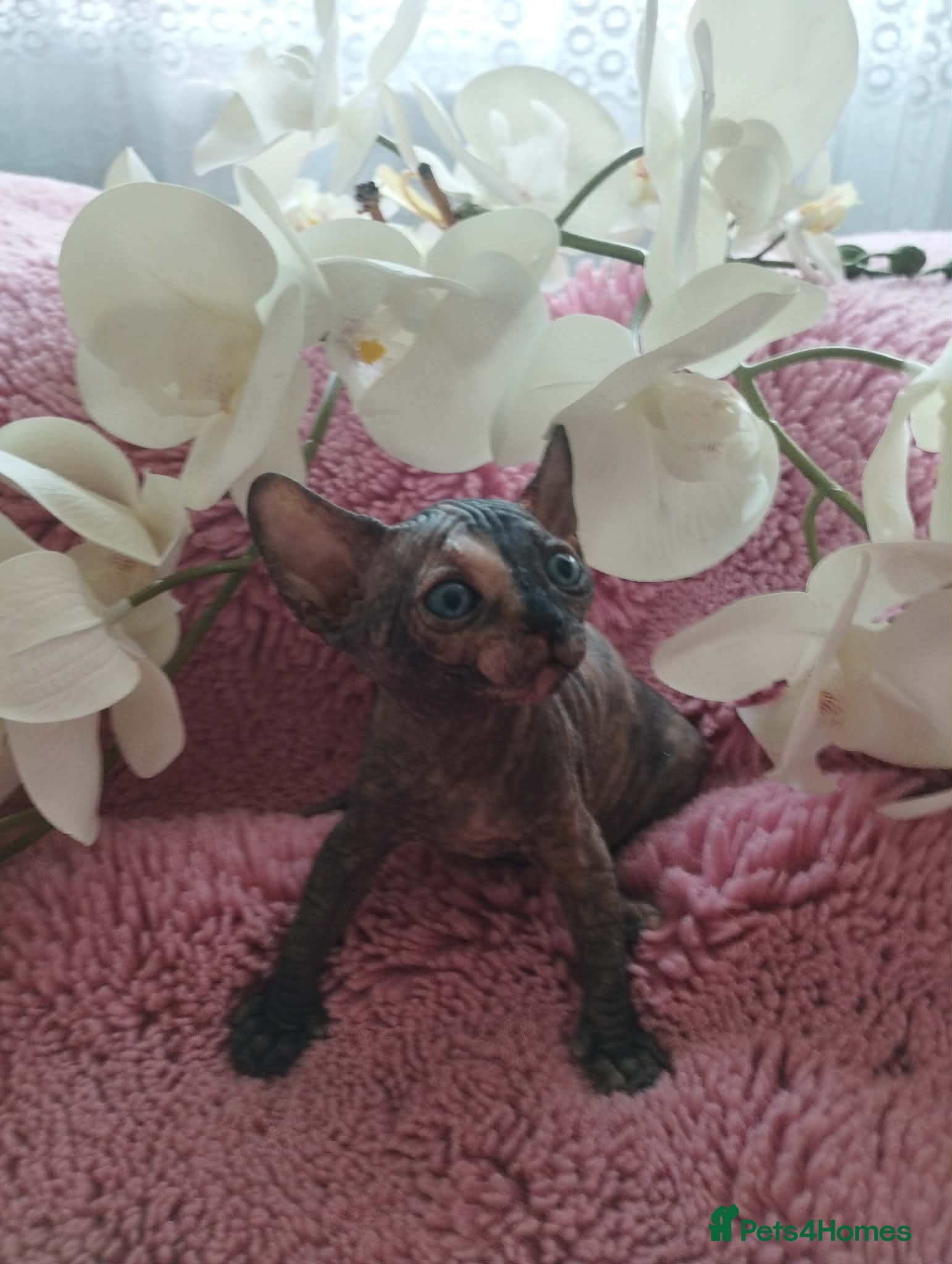 Sphynx cats Beautiful kittens - Advert 6