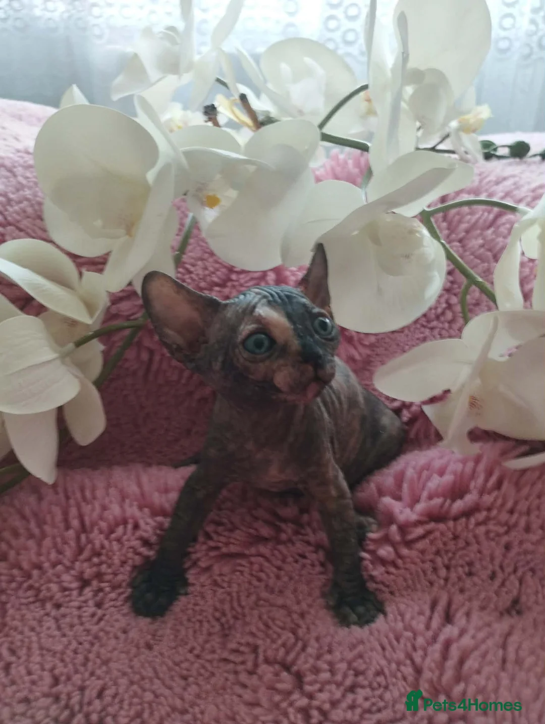 Sphynx cats for sale: Beautiful kittens - Advert 1