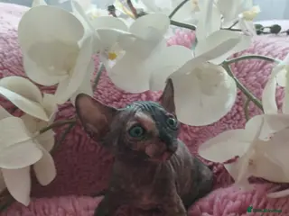 Sphynx cats Beautiful kittens - Advert 1