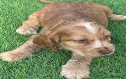Cocker Spaniel dogs for sale: Pedigree-Show Type Cocker Spanial puppies  - Image 3