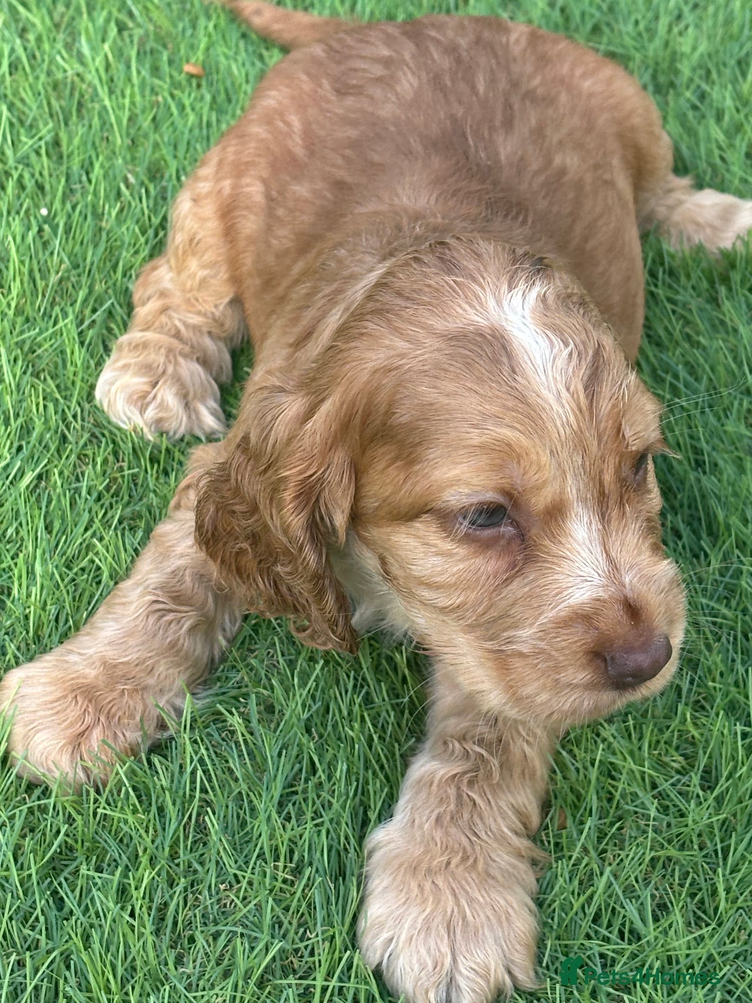 Cocker Spaniel dogs for sale: Pedigree-Show Type Cocker Spanial puppies  - Image 3
