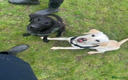 Labrador Retriever dogs for sale: 2 18month old Labrador pups for sale - Image 3