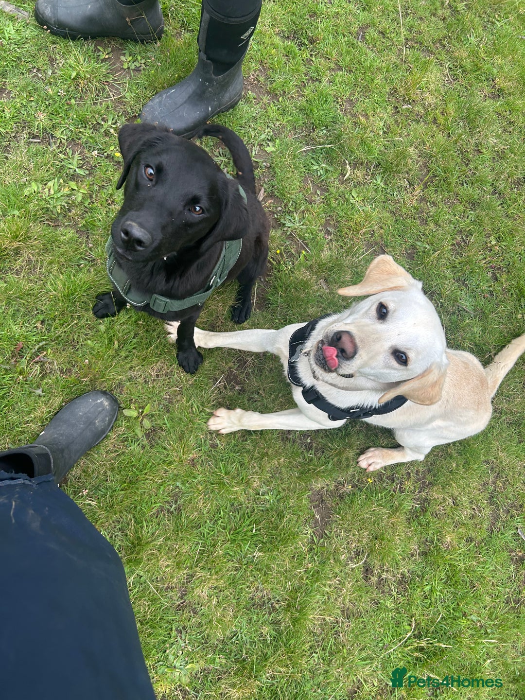 Labrador Retriever dogs for sale: 2 18month old Labrador pups for sale - Image 3