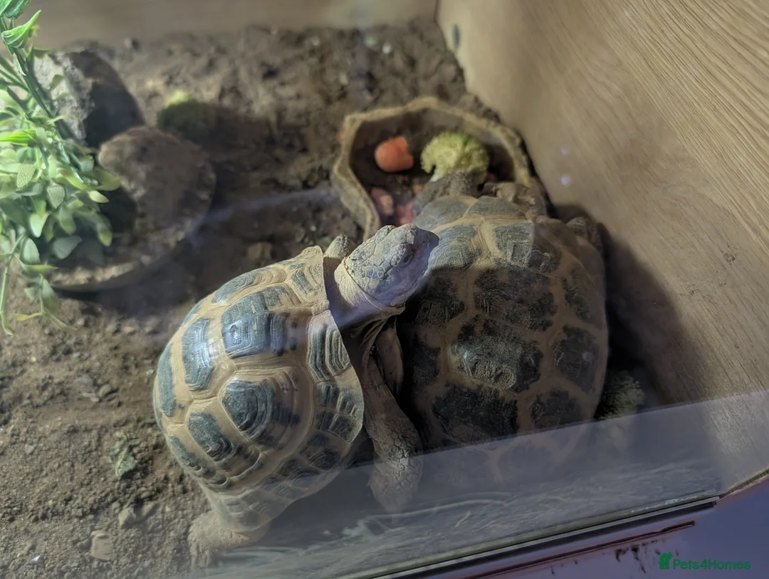 Tortoise reptiles for sale: 2 x Horsefield Tortoise male & 1 x female - Advert 2
