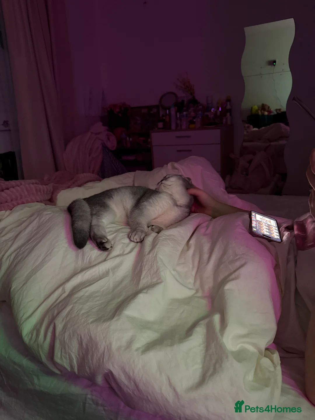 Scottish Fold cats for sale: Sweet boy Noah 20 months  - Advert 2