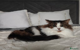Maine Coon cats for sale: Norwegian Forest Cat - Advert 5