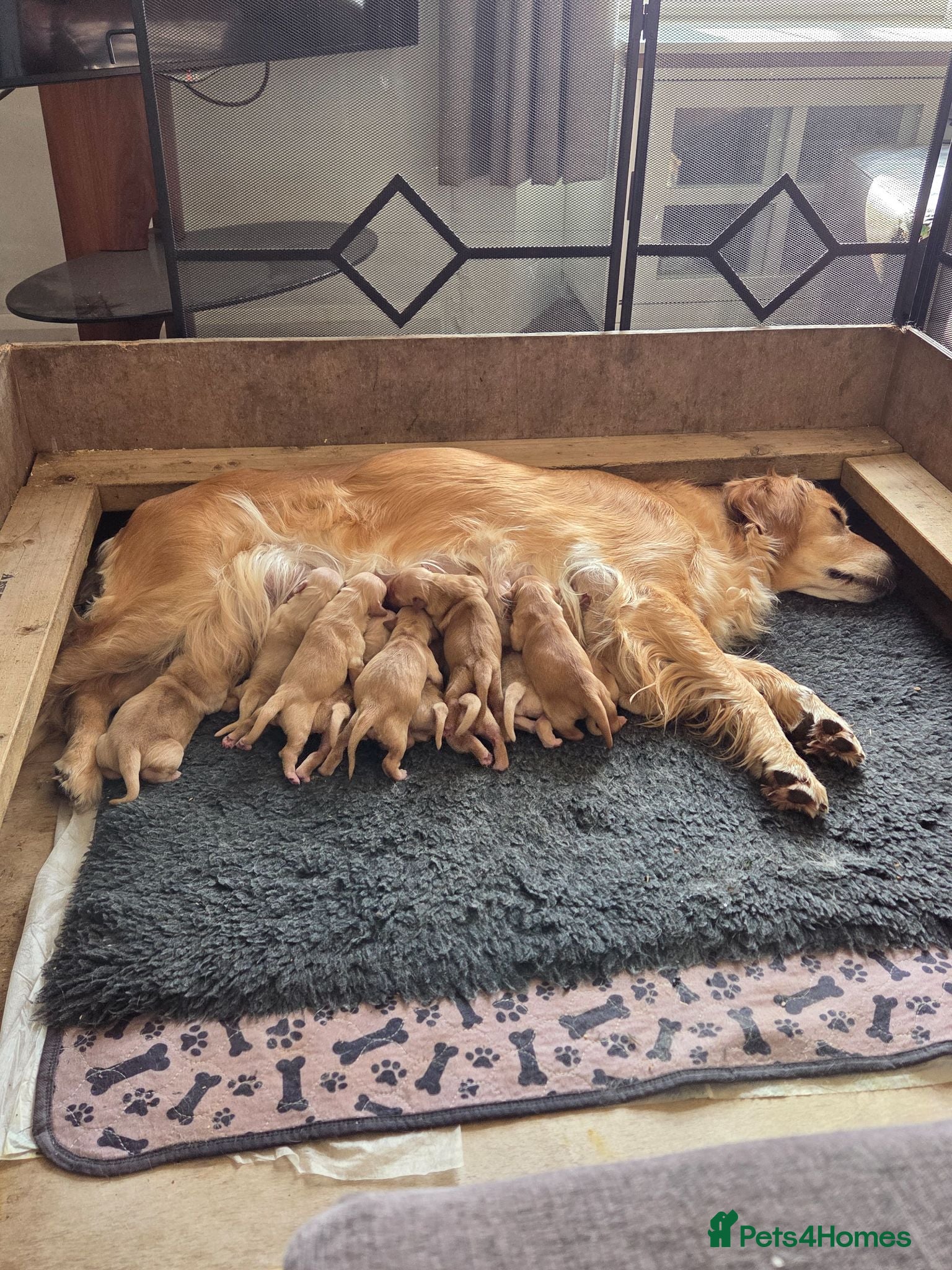 Golden Retriever dogs KC Registered Golden Retrievers - Advert 1