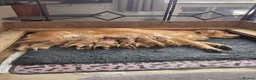 Golden Retriever dogs for sale: KC Registered Golden Retrievers - Advert 1