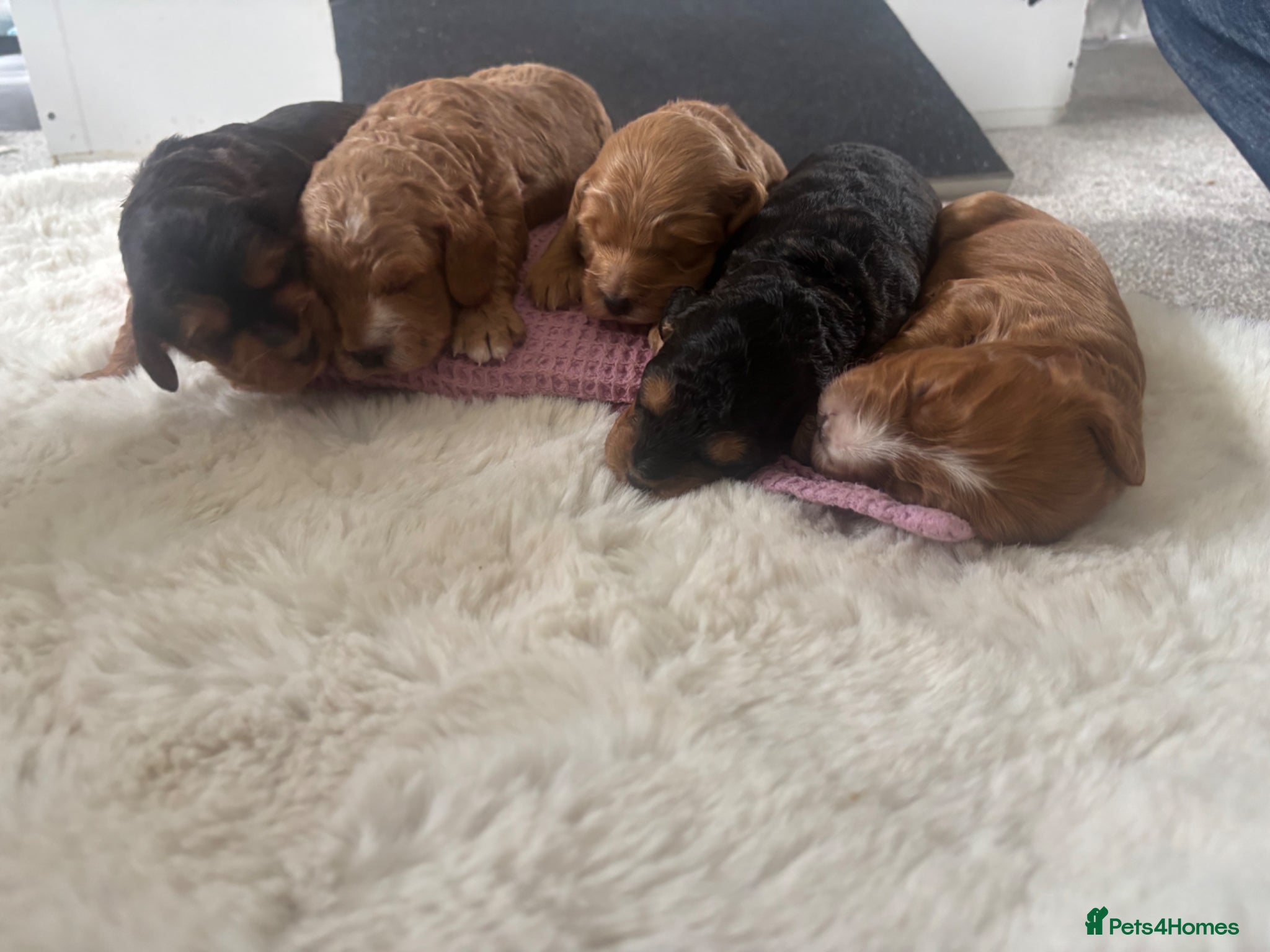 Cockapoo dogs Gorgeous Cockapoo puppies for sale  - Advert 1