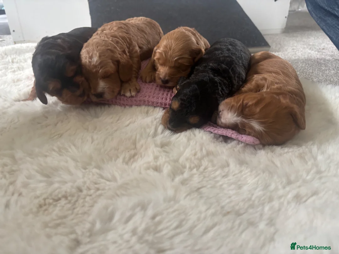 Cockapoo dogs for sale: Gorgeous Cockapoo puppies for sale  in Tamworth - Advert 1