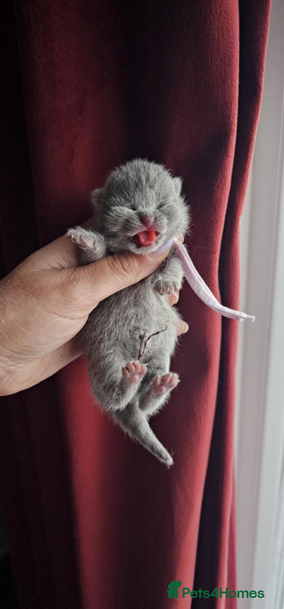 British Shorthair cats High-Quality British Shorthair Kittens GCCF - Advert 3