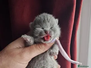 British Shorthair cats High-Quality British Shorthair Kittens GCCF - Advert 3