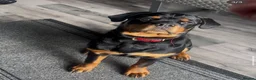Rottweiler dogs for sale: AMAZING PEDIGREE REGISTERED ROTTWEILER PUPPIES - Advert 6