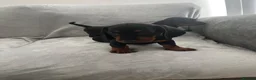 Miniature Dachshund dogs for sale: Dachshund boys in Coventry - Advert 10