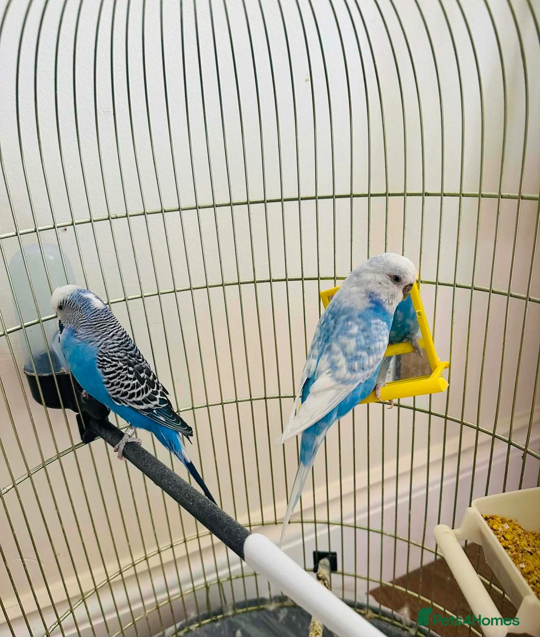 Budgerigars birds for sale: Young budgies in Rushden - Advert 1