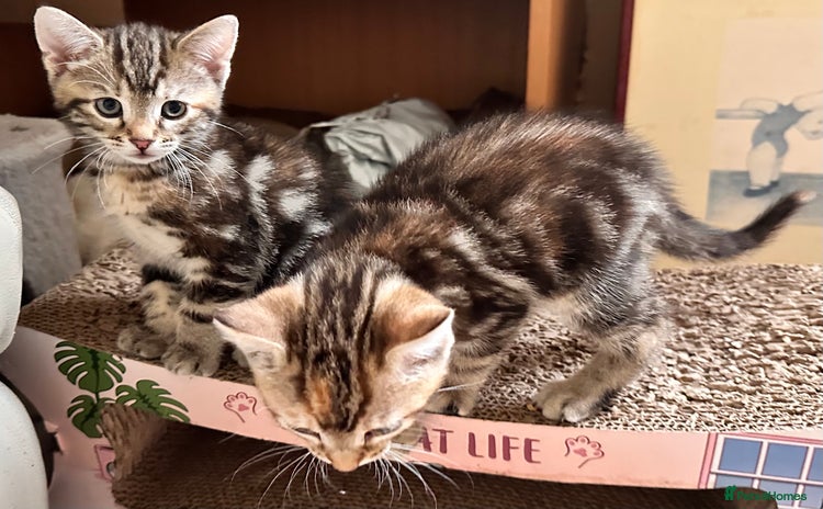 Mixed Breed cats - Advert 7