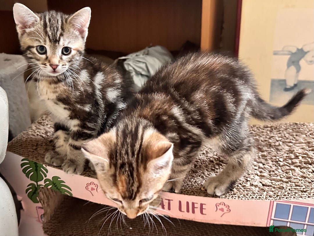 Mixed Breed cats for sale: Adorable bengal & tabby mix kittens - Image 2