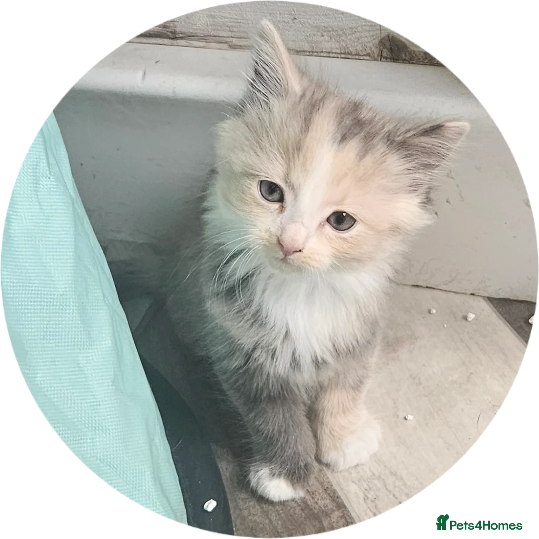 Mixed Breed cats for sale: Rare Diluted Kittens Ready For Their Forver Homes - Advert 9