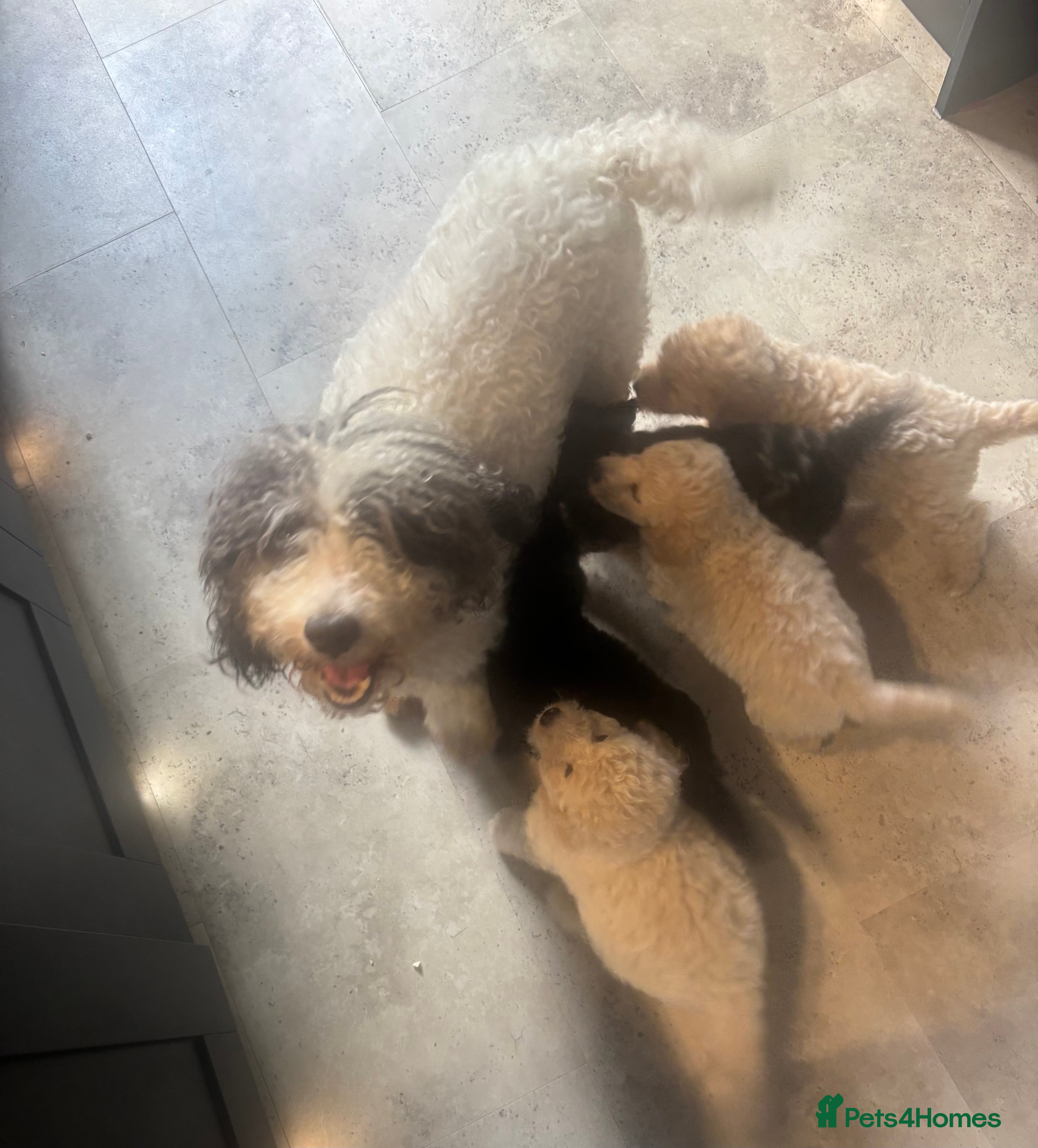 Cavapoo dogs Exceptional curly coat health tested cavapoo pups - Advert 2