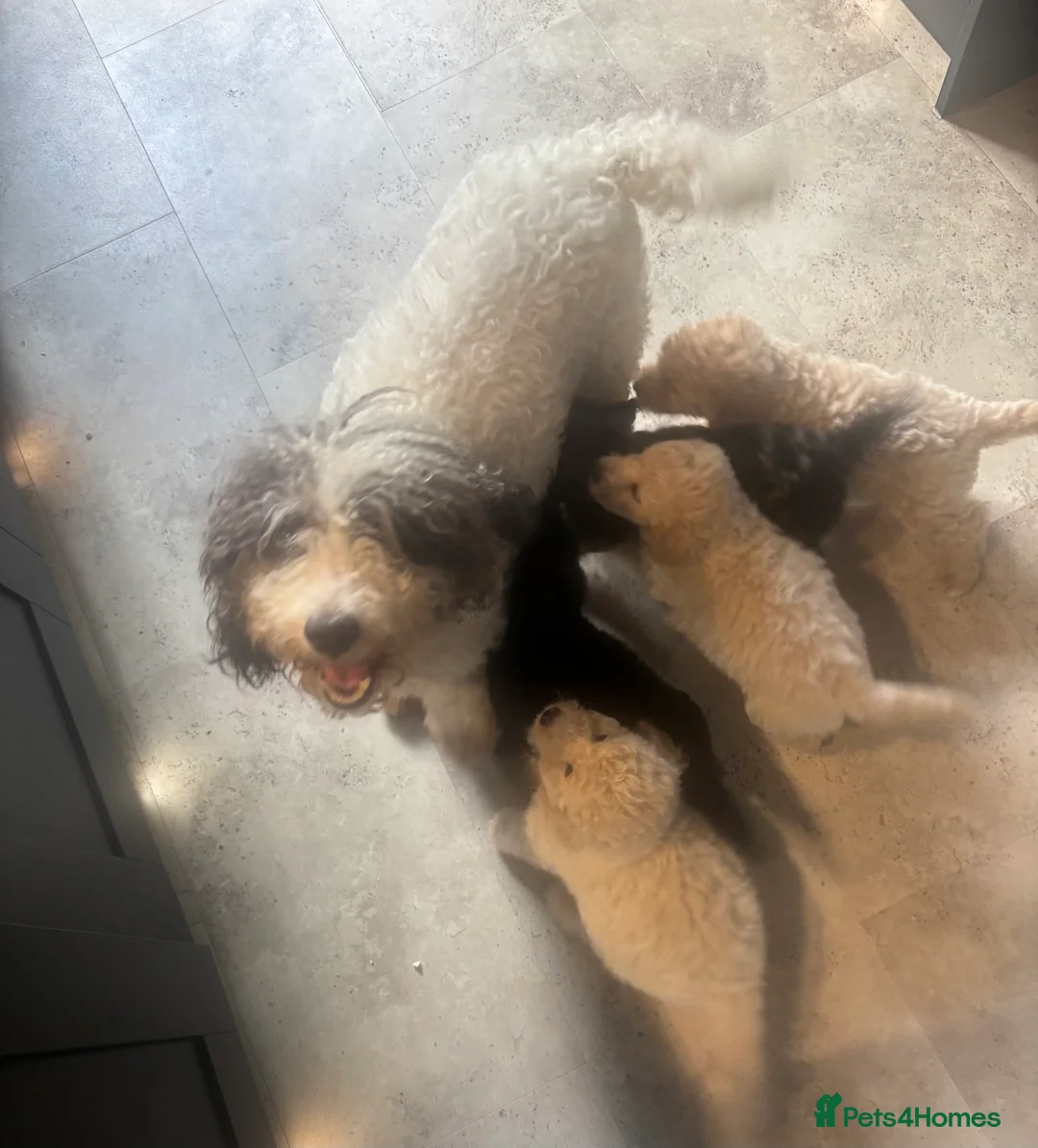 Cavapoo dogs for sale: Exceptional curly coat health tested cavapoo pups in Otley - Advert 2