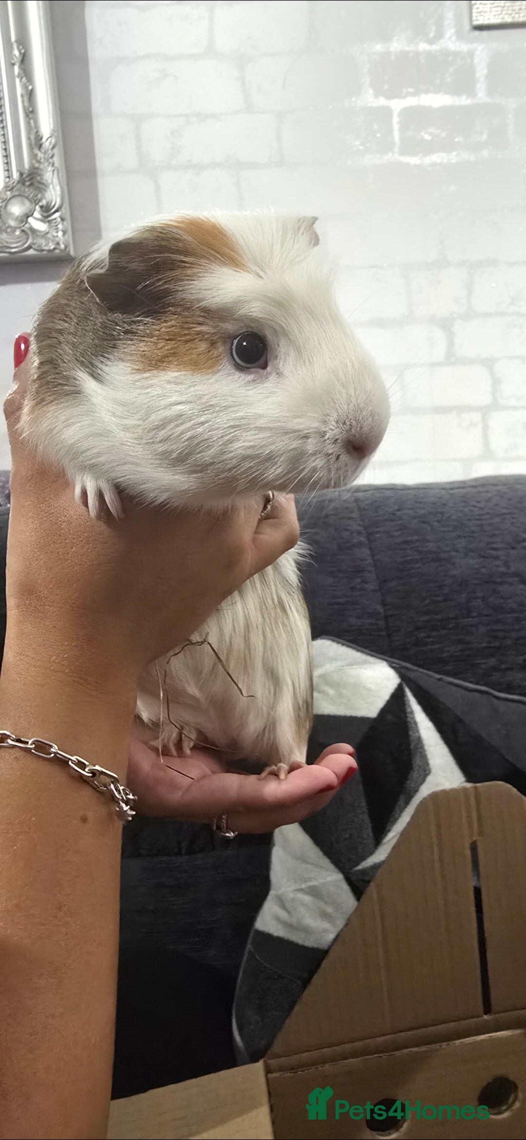 Guinea Pig rodents for sale: Guinea pig - Advert 5