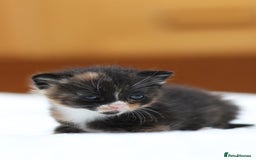 Mixed Breed cats for sale: Adorable kittens looking for a loving home - Image 15