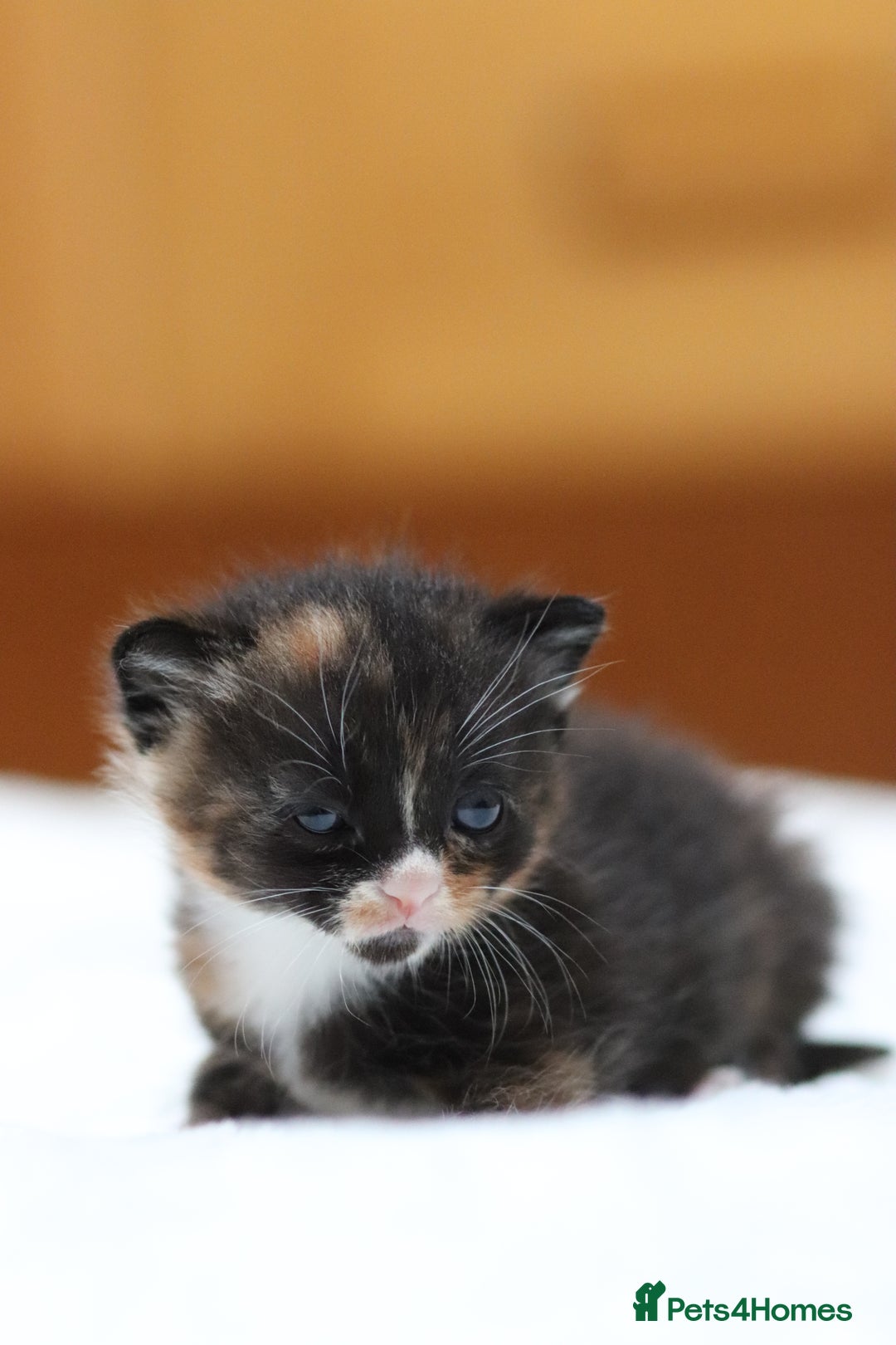 Mixed Breed cats for sale: Adorable kittens looking for a loving home - Image 15