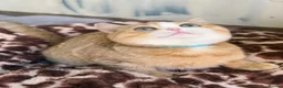 British Shorthair cats for sale: British shorthair beautiful golden kittens  - Advert 20