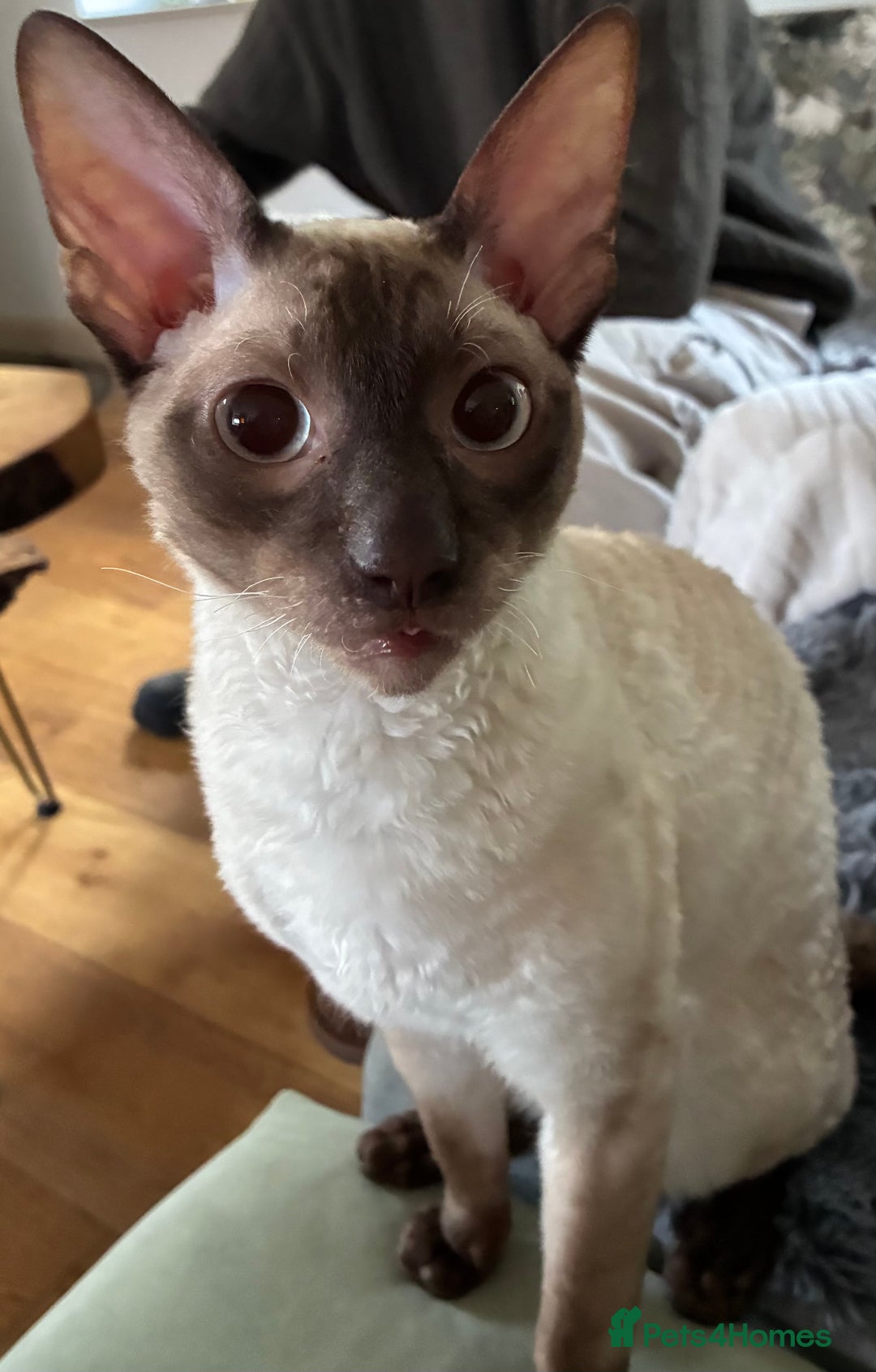 Cornish Rex cats for sale: Cornish Rex Chocolate Point Male 9 months £500 - Advert 14