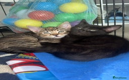 Siberian cats for sale: Siberian x Chartreux - Image 7