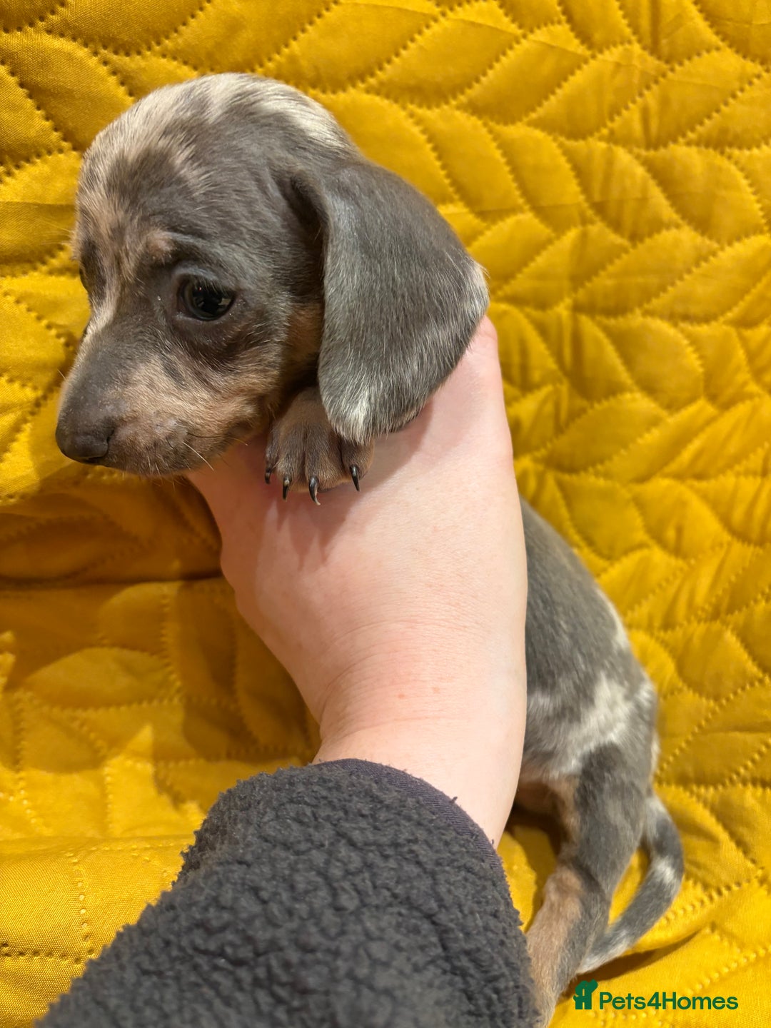 Miniature Dachshund dogs for sale: KC registered Miniature Dachshund Puppies - Advert 10