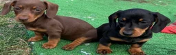 Miniature Dachshund dogs for sale: Mini dachshund puppies PR clear  - Advert 3