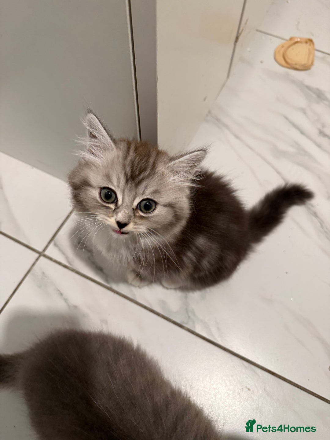 Persian cats for sale: ragdoll x persian kitties  - Advert 3