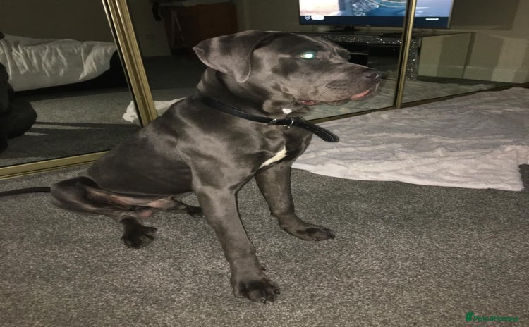 Cane Corso dogs - Advert 1