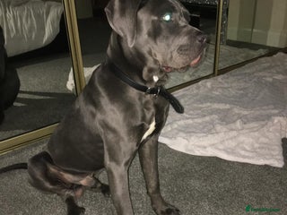 Cane Corso dogs - Advert 27