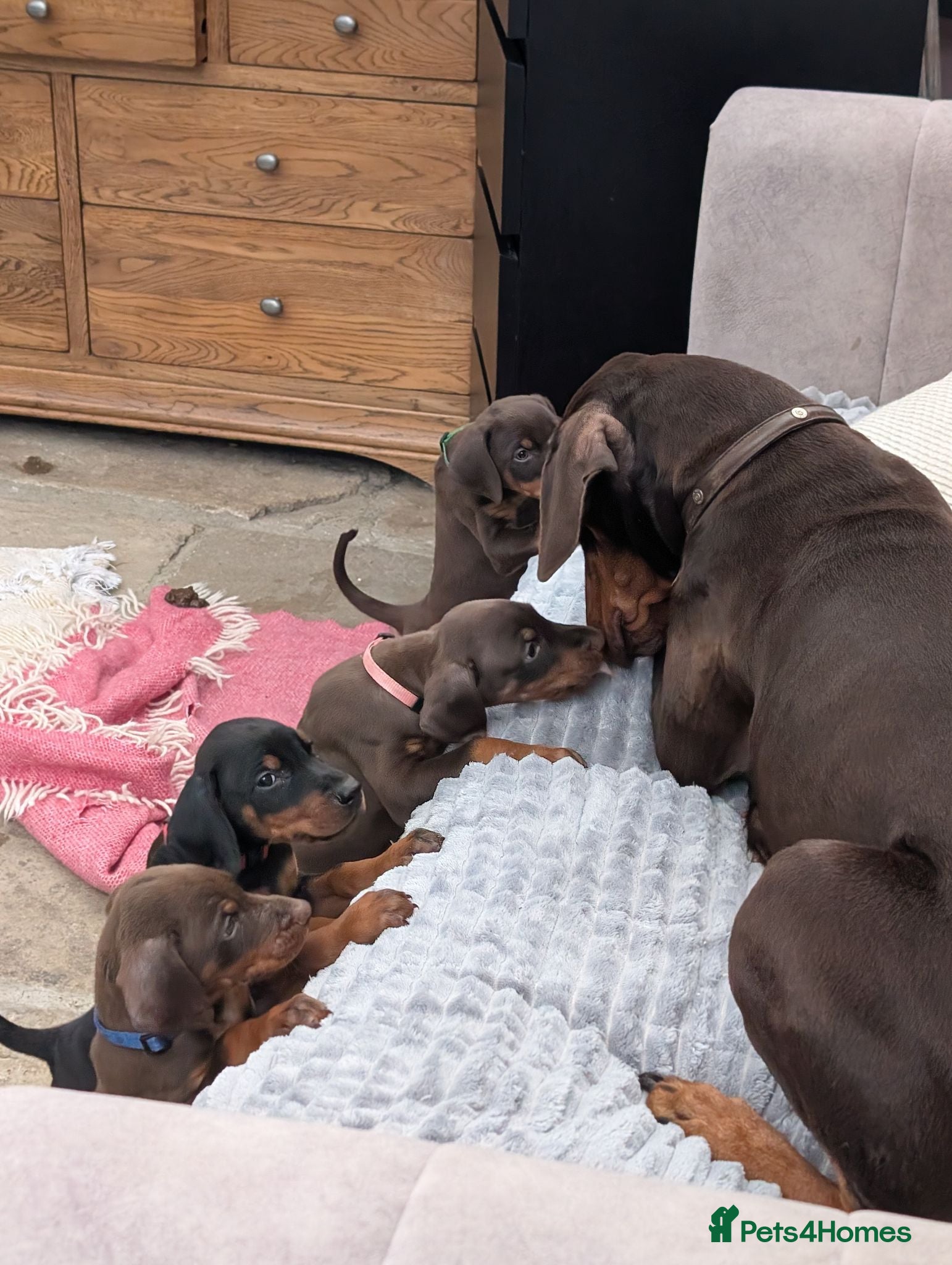 Dobermann dogs KC REGISTERED DOBERMANN PUPS – EXCEPTIONAL LITTER - Advert 2
