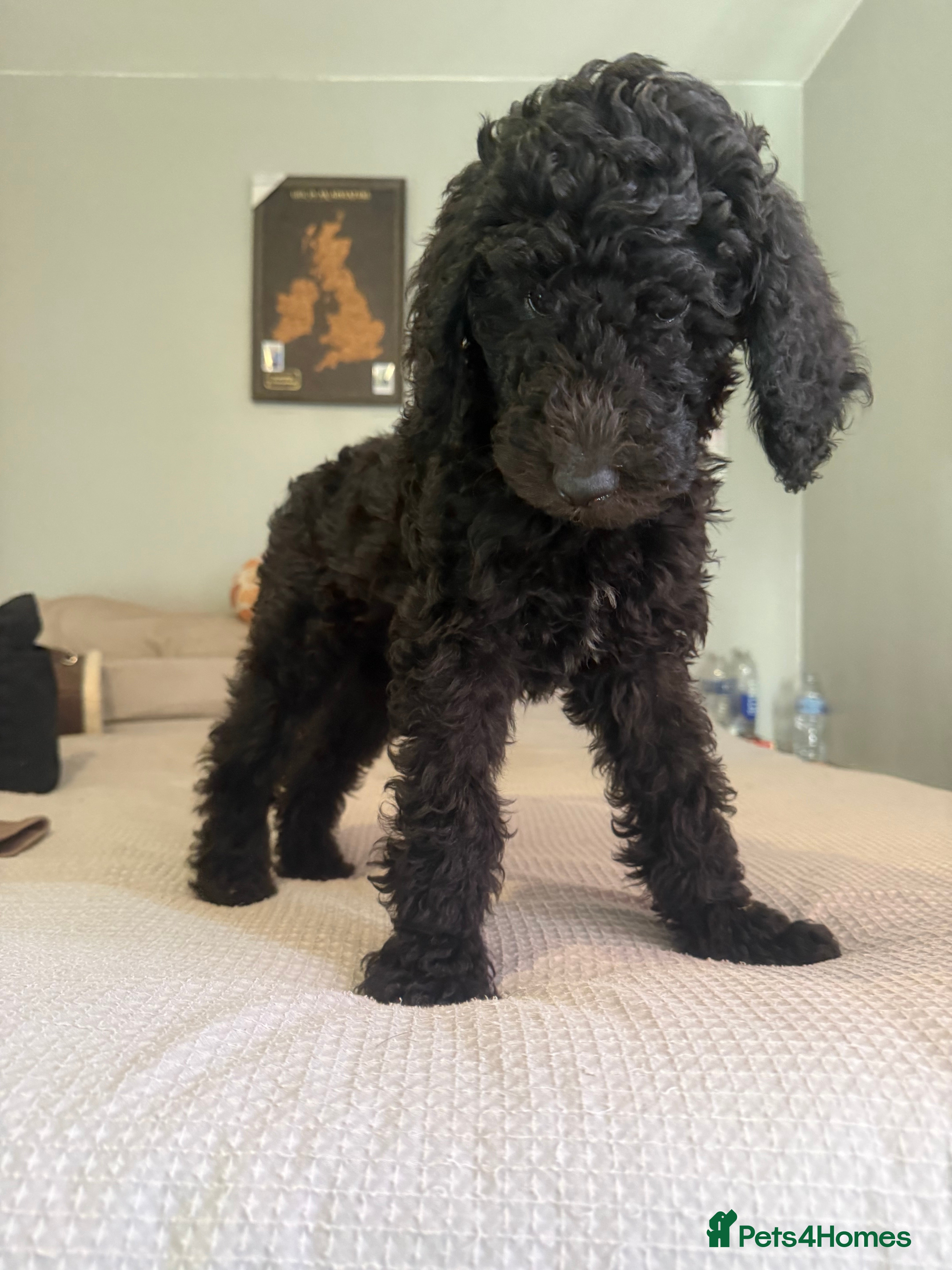 Standard Poodle dogs Standard poodle puppies  - Advert 4